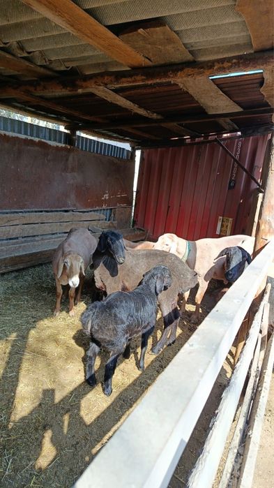 Продам баранов (гиссары)