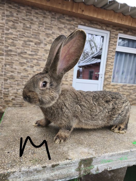 Iepuri uriaș german