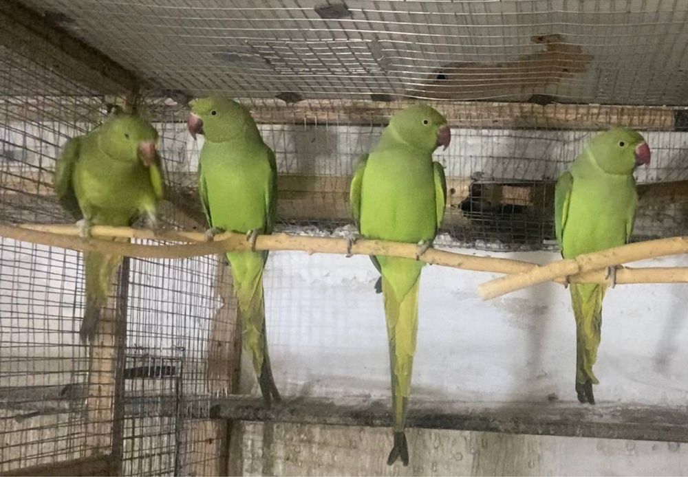 Продоётся ожиреливые попугаи