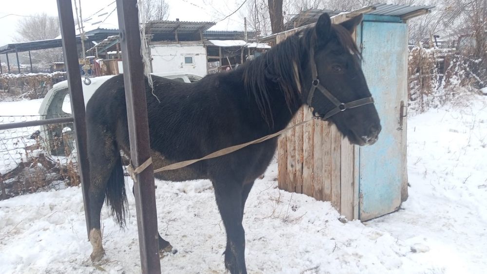 Продаётся кабылка 1,5 года