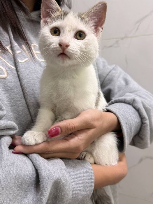Отдадим котенка в добрые надежные руки!