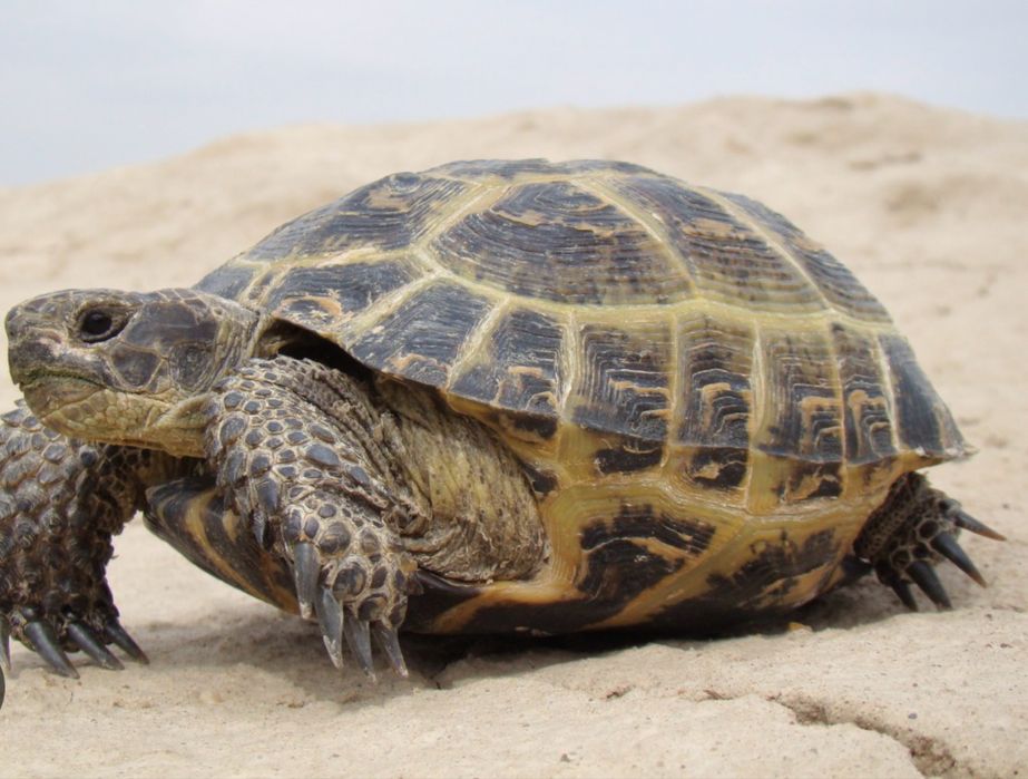 Тасбака черепашка