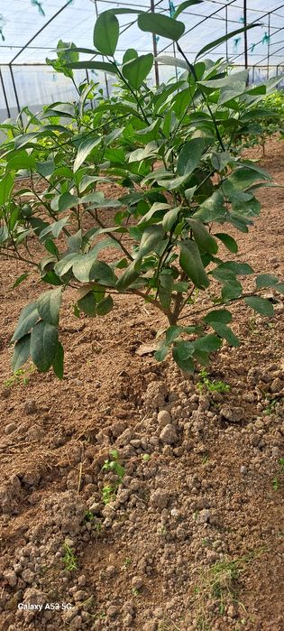 limon ko'chati miyer sorti