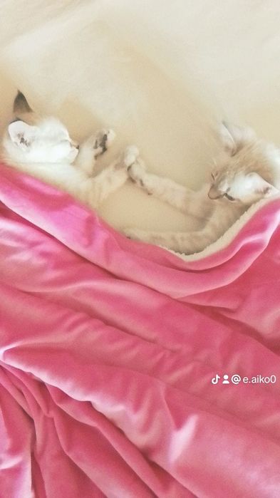 Отдам котят у нас 3