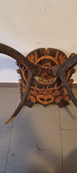 Coarne cerb cu suport