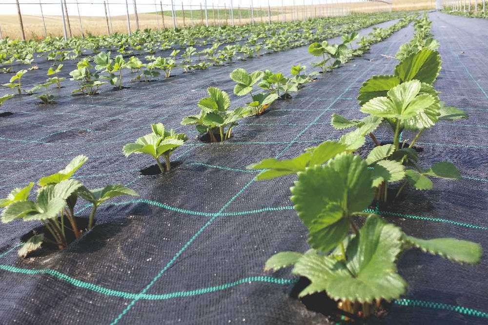 Folie agrotextil antiburuieni