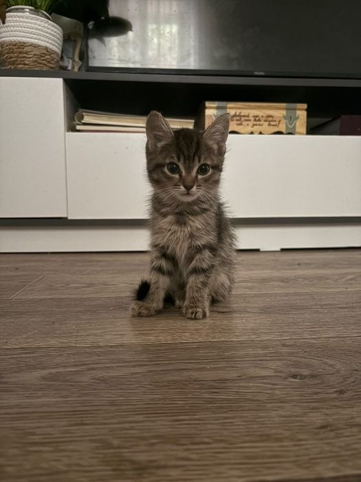Отдам котят в хорошие руки