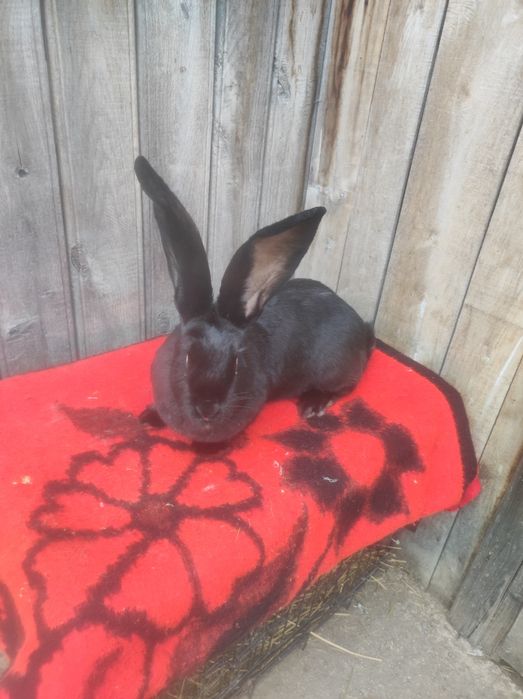 Femele Uriaș german