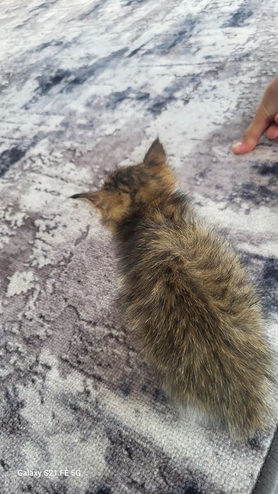 Продаж кошку очень маленький