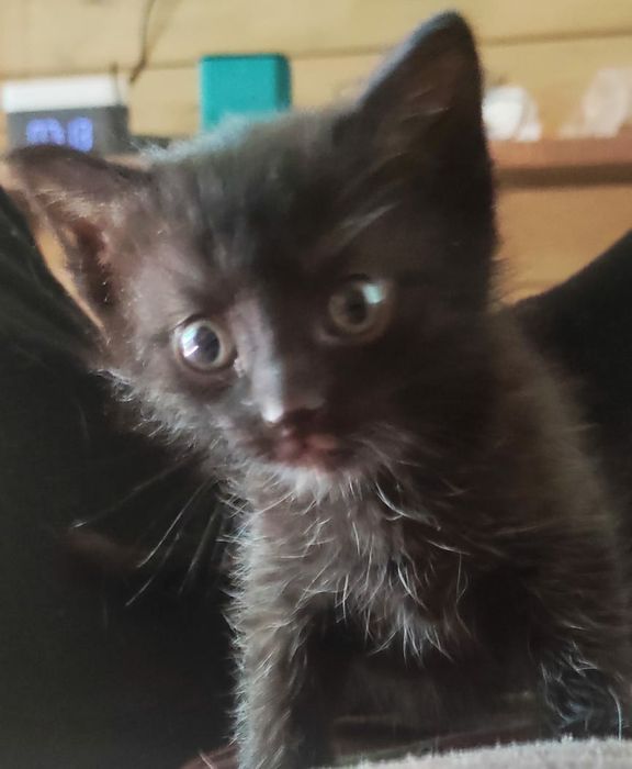 Отдам котят в хорошие руки