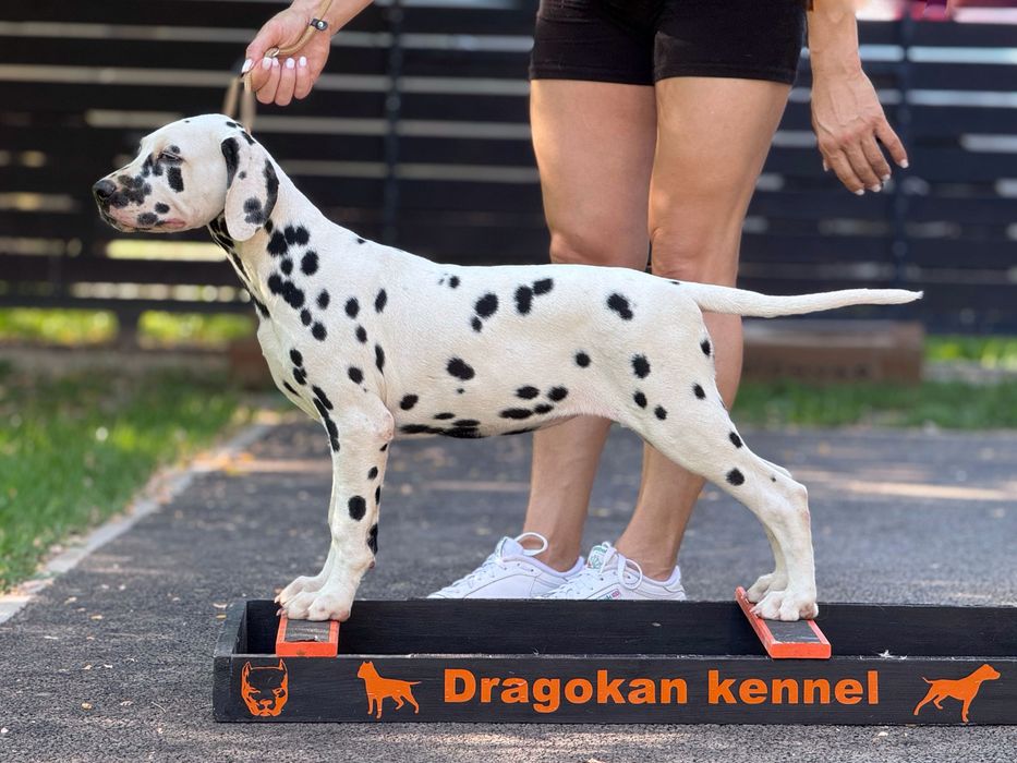 Dalmatian rasă pură cu pedigree