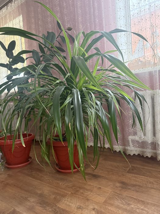 Цветы комнатные в наличии 2 штуки по 15000тг каждая