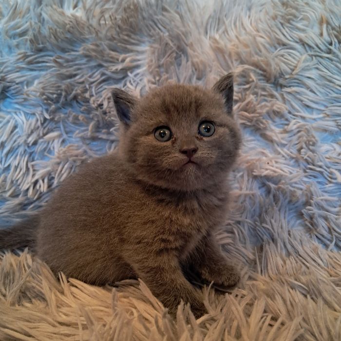 Котята полубританцы