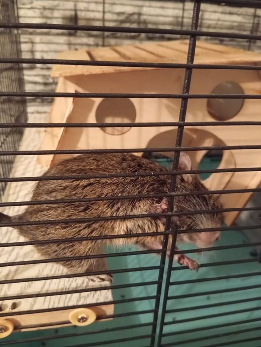 Продается Дигу(Чилийская белка)