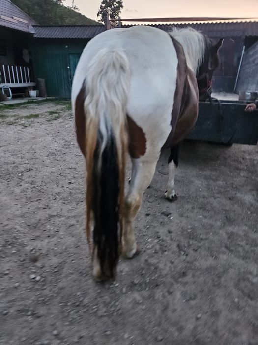 Vand Iapa pestrita gestanta iapa are 4 ani