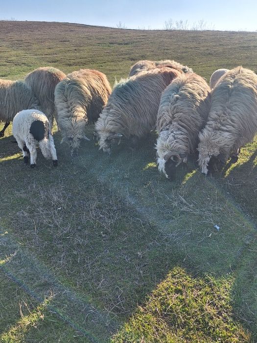 Oi tinere cu lapte de vanzare