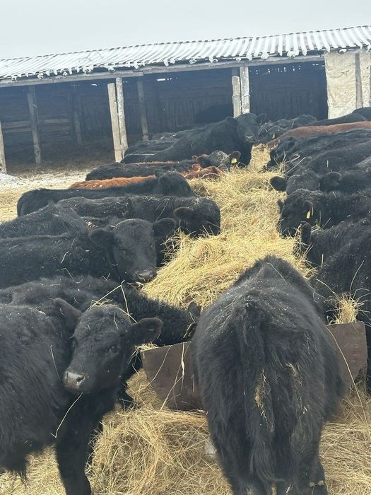 Продам Бычков Ангус Грифорд Симентал