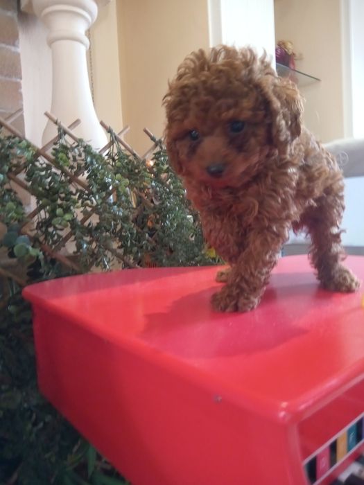 Pudel mini toy Red