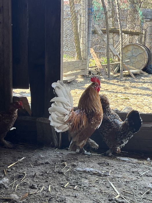 Găini pitici mii de flori