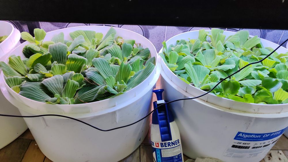 Zambile si salata de apa.