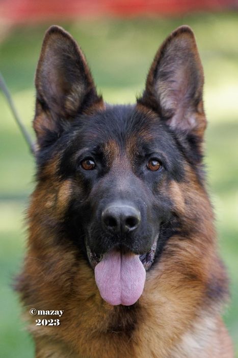 Немецкая овчарка  щенки.