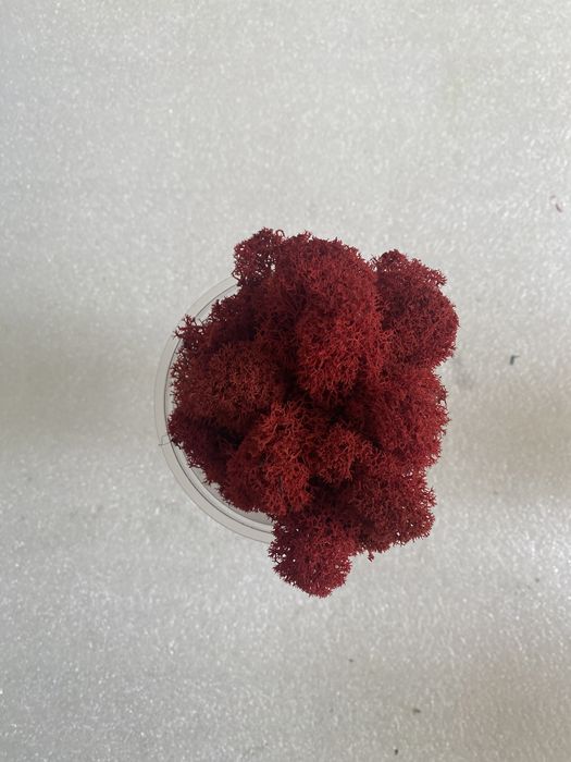 мох стабилизированный цветной