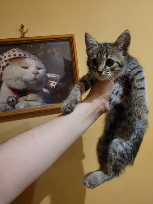 Кошка котенок в добрые руки