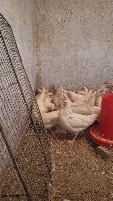 Куры молотки КОРАЛЫ 5 месяцев