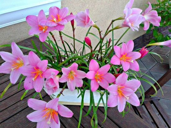 Продам зеферантес (выскочка)