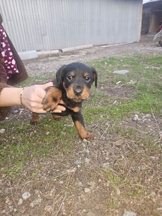 Продаются щенки Ягдтерьер