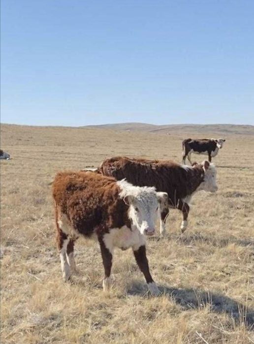 Ipi кара 7 бас, бие жабагысымен