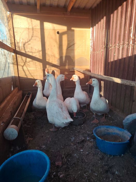 Продаю Гусей недорого