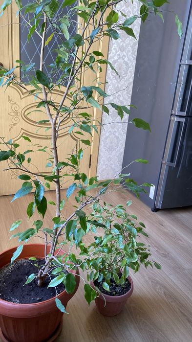 Фикус Бенджемина