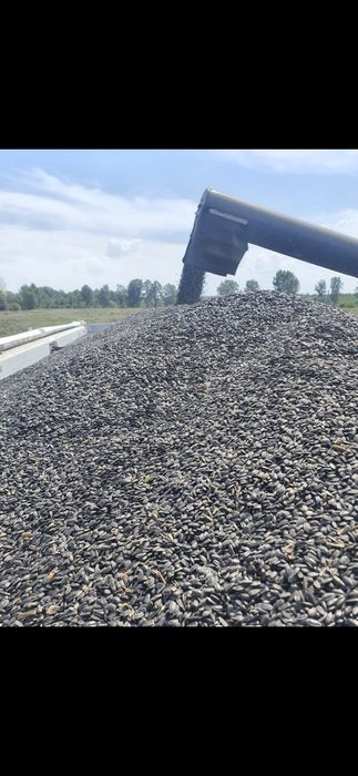 Floarea soarelui de vanzare recolta 2026