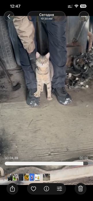 Нашли молодого котика