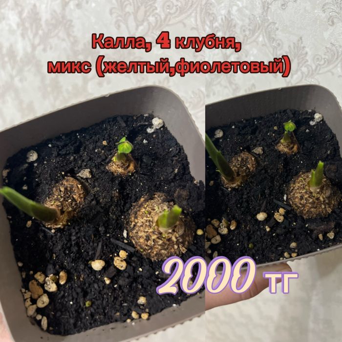 Разные цветы, сразу с ценами все
