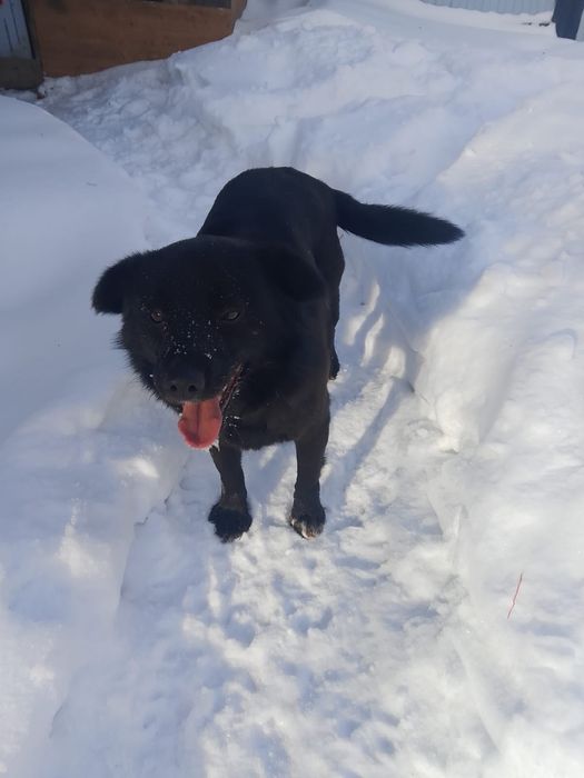 Мальчик, 1,5 года.