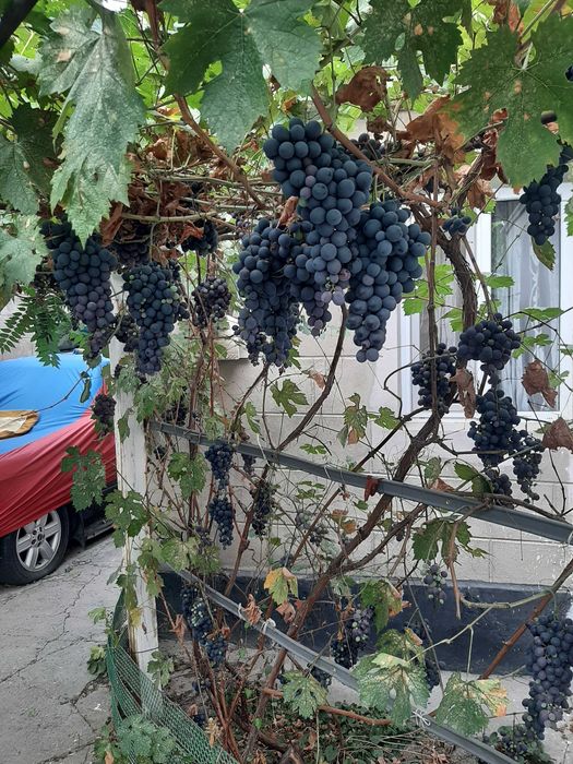 Виноград домашний сладкий
