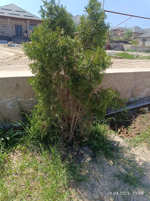 Туя ағашы бар 1шт