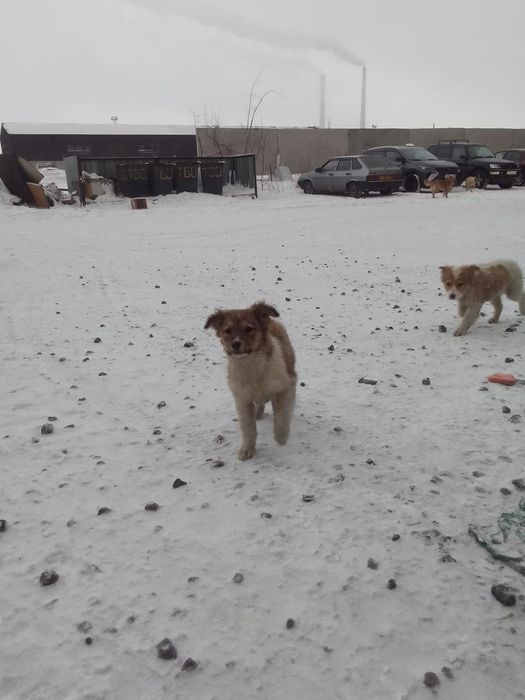 Отдам щенят в хорошие руки