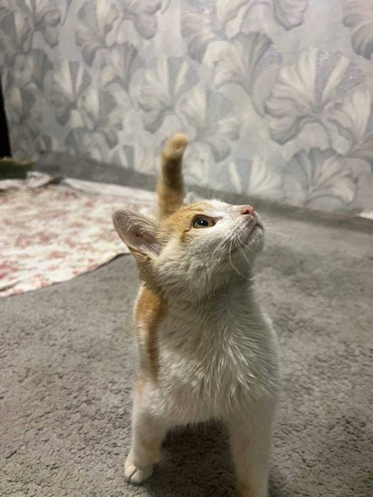 4 oylik ugilbola mushgcha