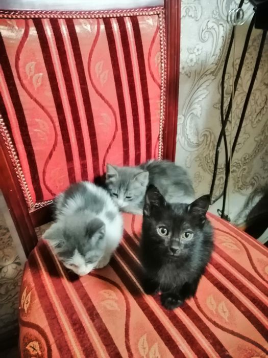 Кішкентай мысықтар бар