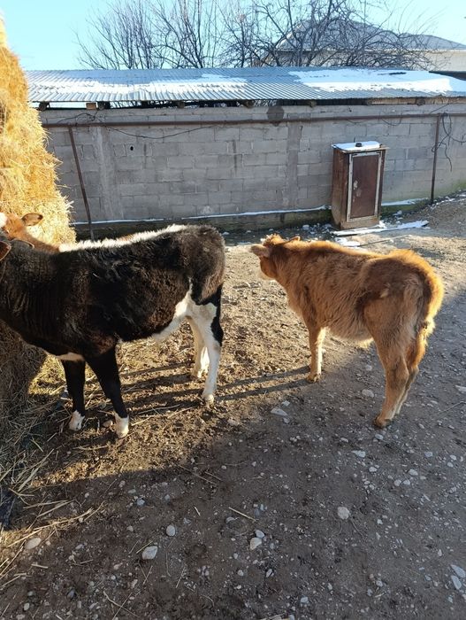 Продаются 2 бычка и 1 тёлка