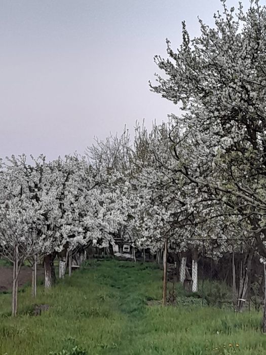 Vand casa cu grădina și livada in Vintu de Jos Alba
