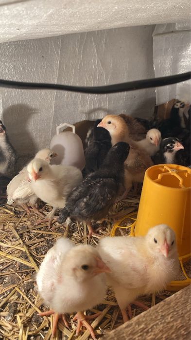 Балапандар пародистый