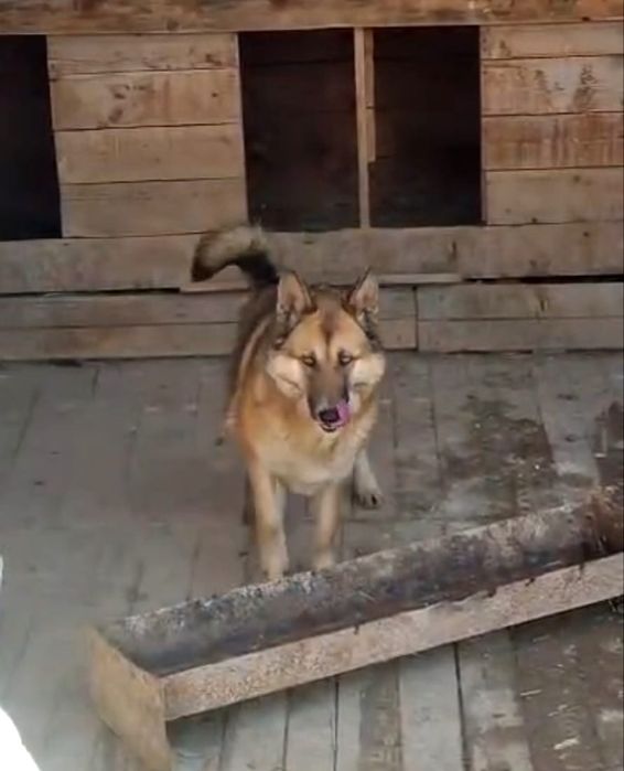 ПорОдиСтыЕ соБаЧки в приюте