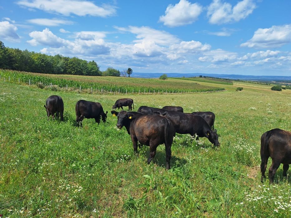 Juninci Aberdeen Angus