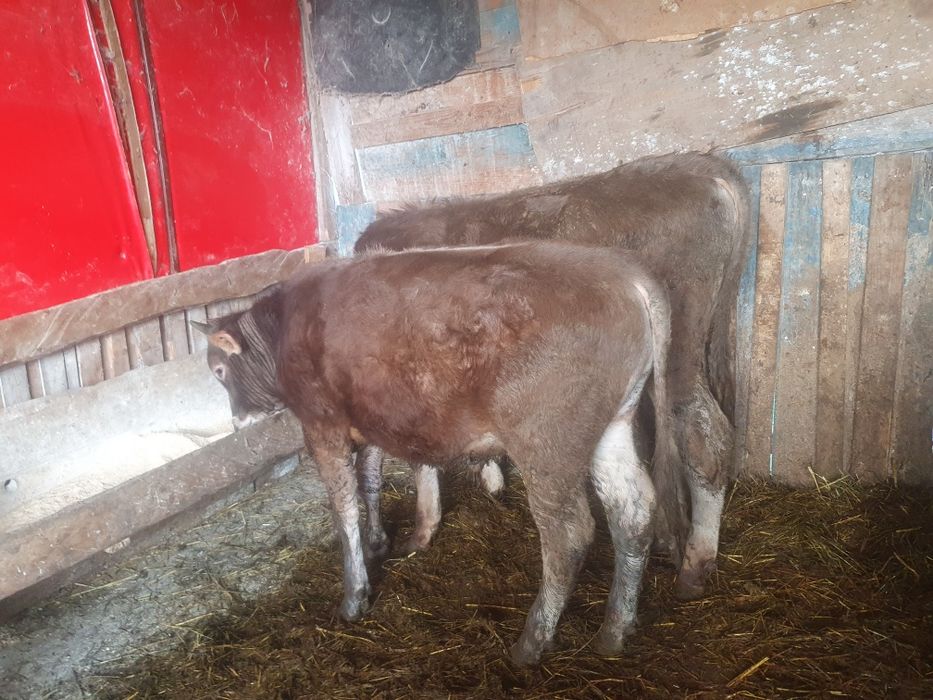 Vand  taurasi  bruni