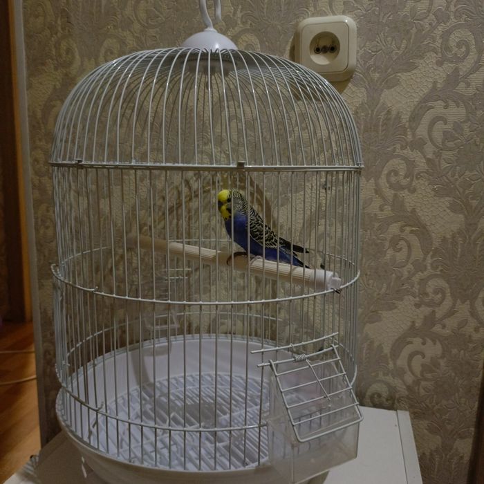 Попугай попугая клетка