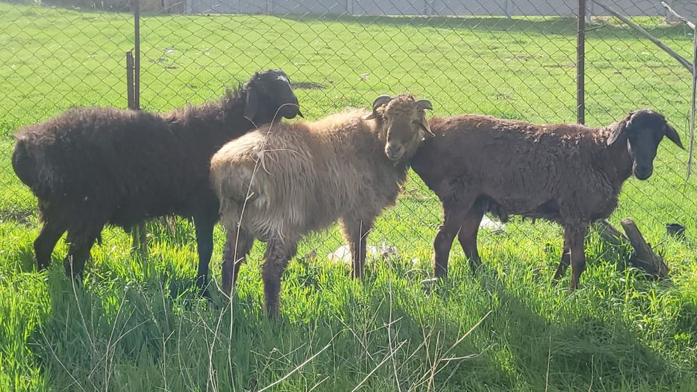 Тұсақ қошқарлар бар